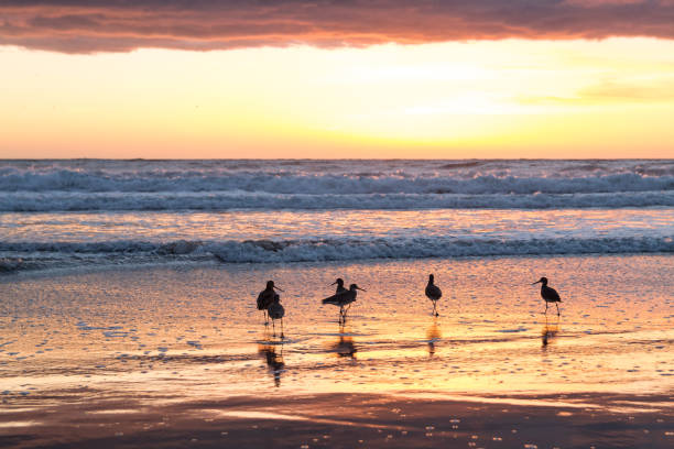 istock Birds in California's shore during sunset 960575514