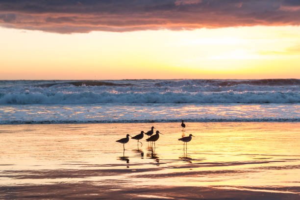 istock Birds in California's shore during sunset 960575522