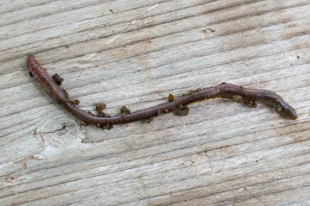 istock studio shot of an earthworm 960579624
