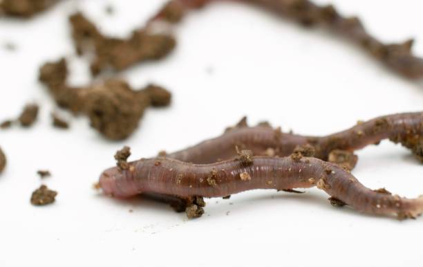 istock studio shot of an earthworm 960579626