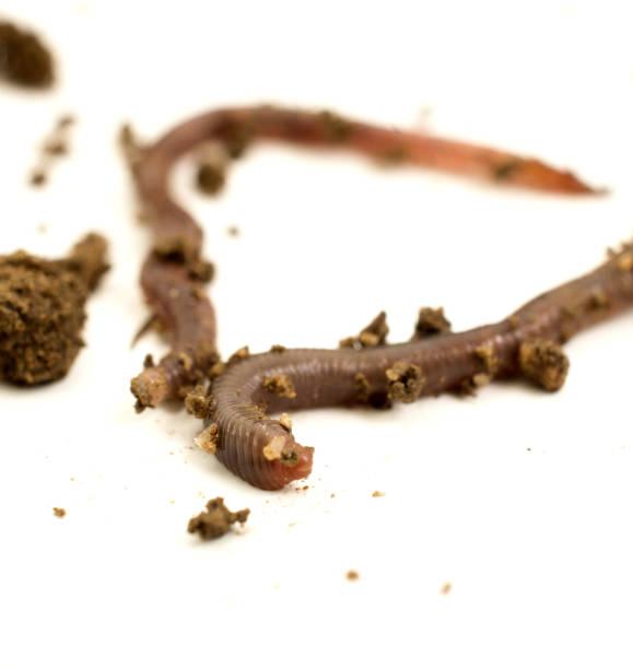 istock studio shot of an earthworm 960579630