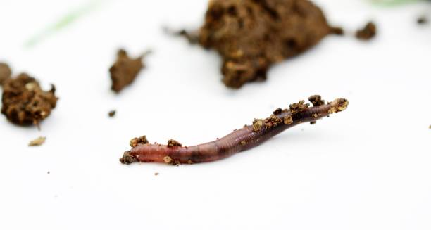istock studio shot of an earthworm 960579634