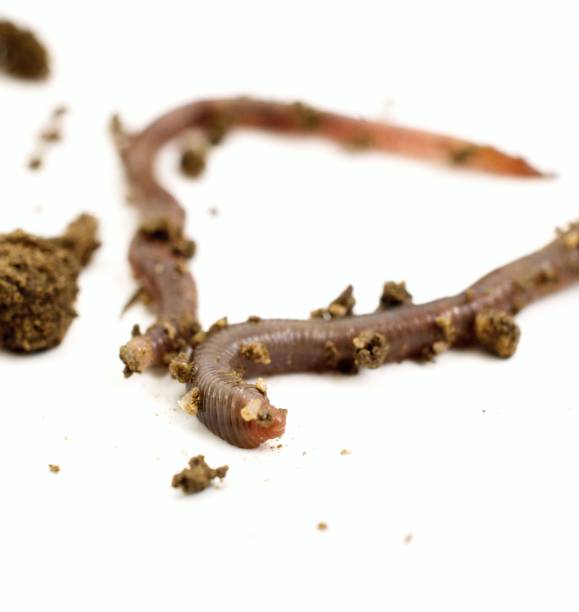 istock studio shot of an earthworm 960579644