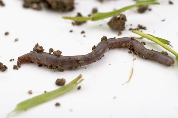 istock studio shot of an earthworm 960579660
