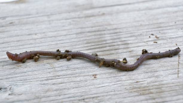 istock studio shot of an earthworm 960579664