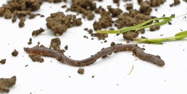 istock studio shot of an earthworm 960579674
