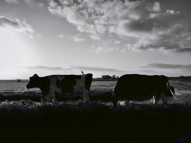 istock Countryside, North Holland 960580048