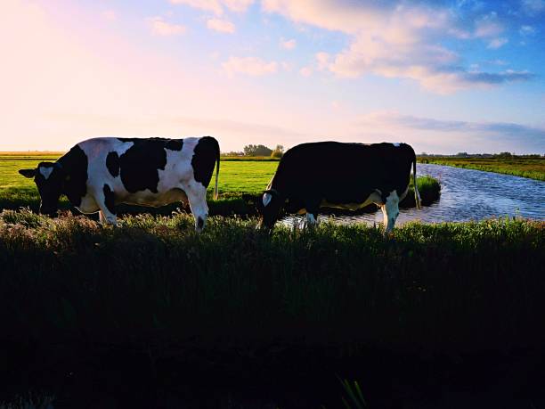 istock Countryside, North Holland 960580066