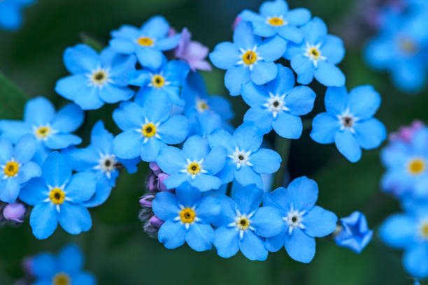 istock Background flowers Forget-me-not 960583306