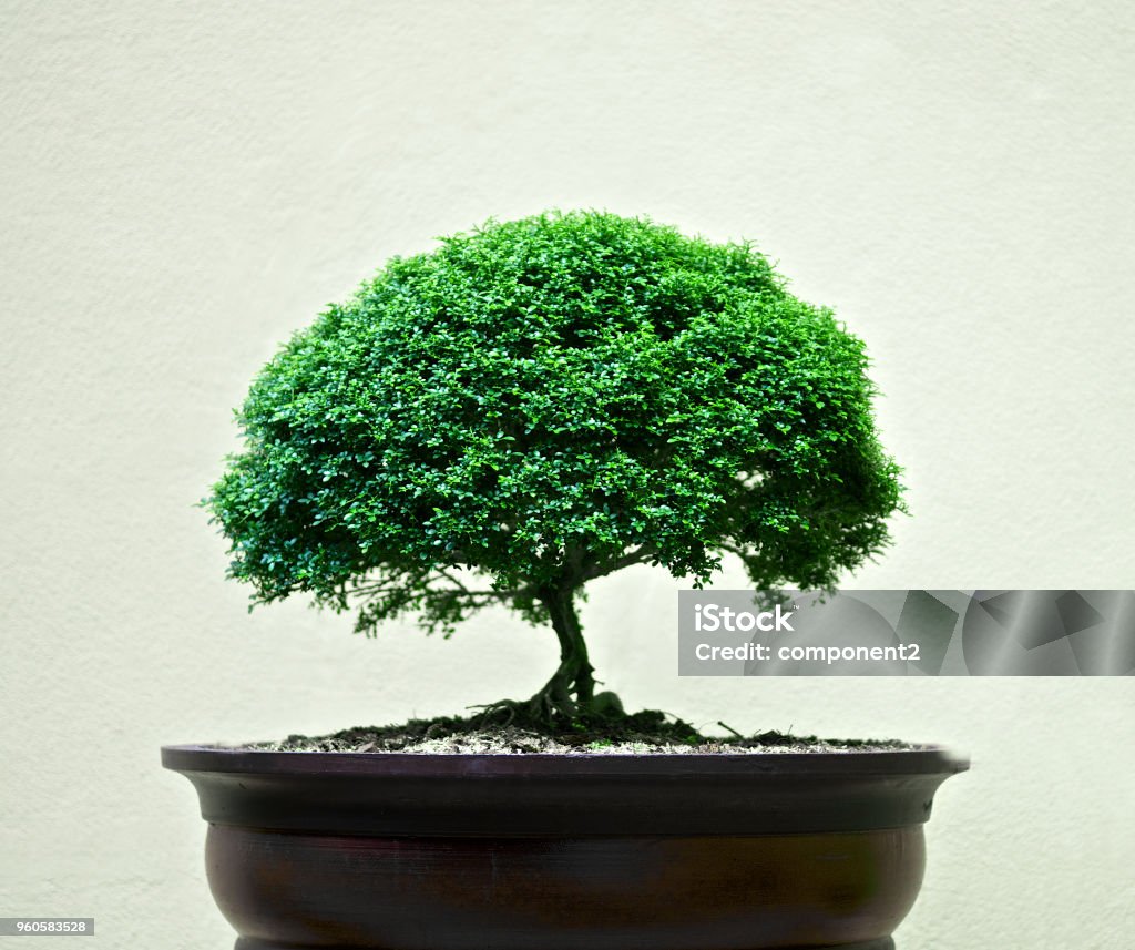 Rejse Vælge Regnbue Bonsai Tree Isolated Background White Plant Green Small Chinese Nature  Shape Asian Gardening Miniature Botany Trunk Oriental Tiny Houseplant  Garden Beautiful Pot Art Mini Decoration Leaf Traditional Asia Detail  Culture Growth Stock
