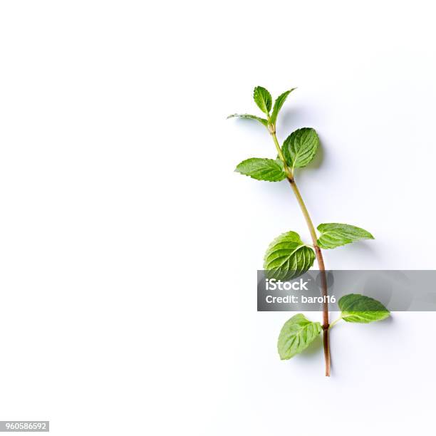Fresh Organic Mint Leaves On White Background Stock Photo - Download Image Now - Mint Leaf - Culinary, Mint - Plant Family, White Background