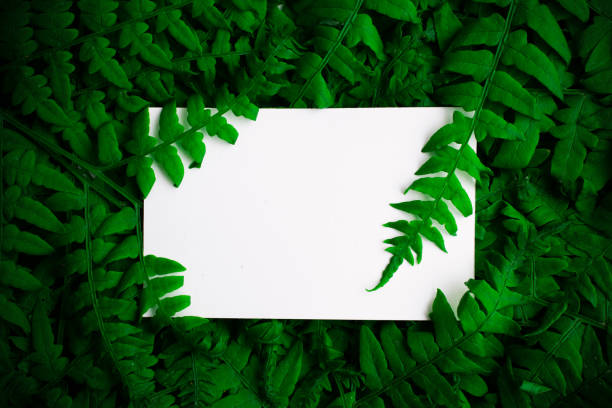 istock Green polypody fern. Midsummer day background with free space 960586848