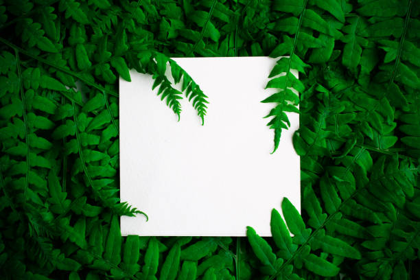 istock Green polypody fern. Midsummer day background with free space 960586930