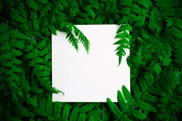 Green polypody fern. Midsummer day background with free white space
