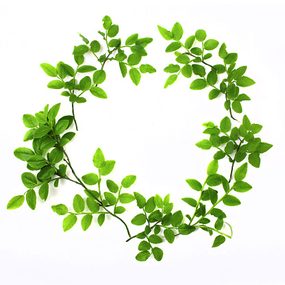 Green round frame with small leaves on white background