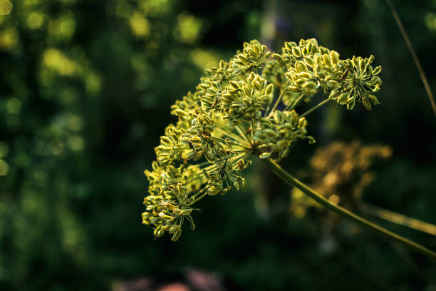 belle fleur plante dans les prairies du soleil, prés de nature été - anis photos et images de collection