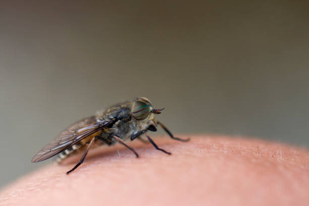 istock Goji sits on a human's skin. Macro photography 960587332