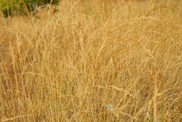 festuca pratensis, plantes allergènes - sweet grass photos photos et images de collection