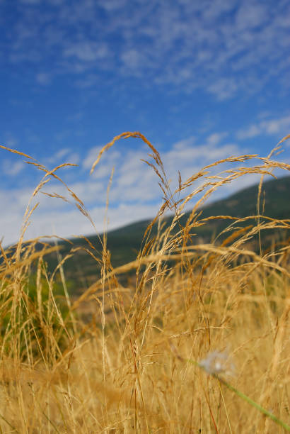 festuca pratensis, растения аллергенов - sweet grass фотографии стоковые фото и изображения