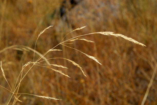 istock Festuca Pratensis, Allergens Plants 960591608