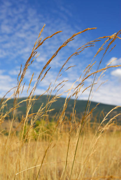 festuca pratensis, plantes allergènes - sweet grass photos photos et images de collection