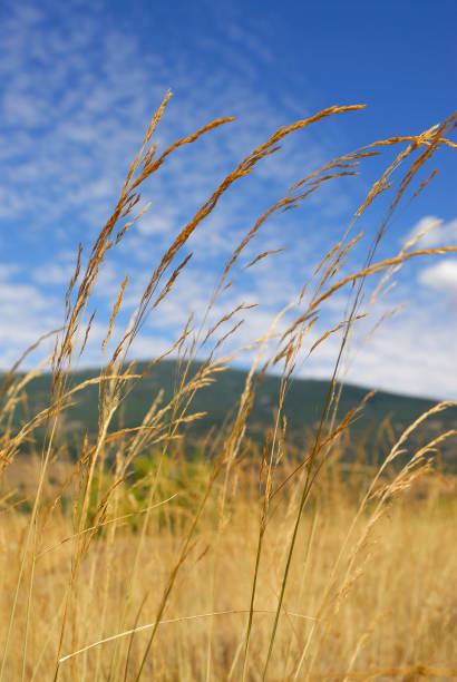 festuca pratensis, растения аллергенов - sweet grass фотографии стоковые фото и изображения