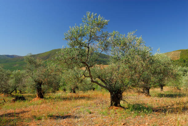 istock Olea europea, Allergens Plants 960593836