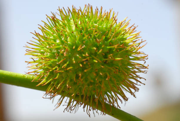 istock Platanus acerifolia, Allergens Plants 960594444
