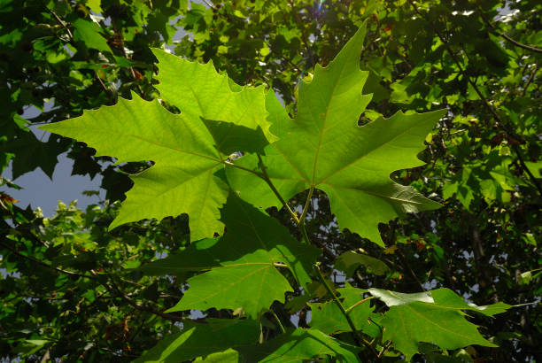 istock Platanus acerifolia, Allergens Plants 960594446