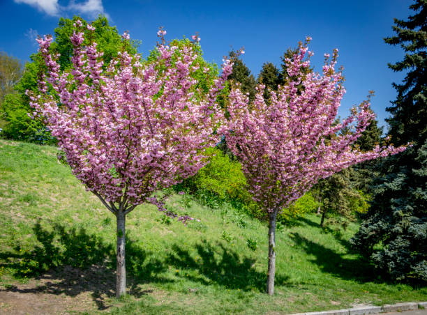 istock Alley with blossoming Sakura 960594462
