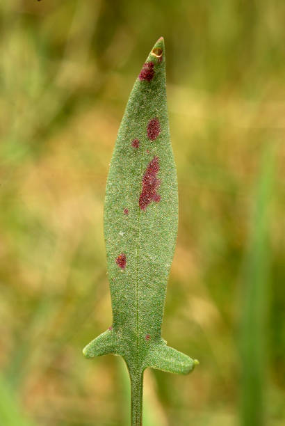 istock Rumex acetosella, Allergens Plants 960594524