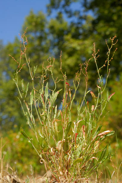 istock Rumex acetosella, Allergens Plants 960594530