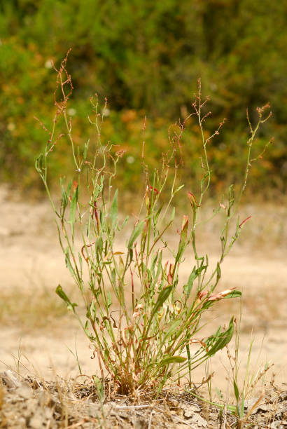 istock Rumex acetosella, Allergens Plants 960594542