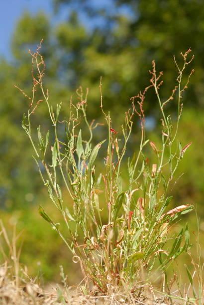 Rumex acetosella, Allergens Plants