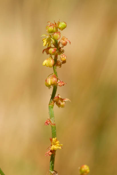 istock Rumex acetosella, Allergens Plants 960594556