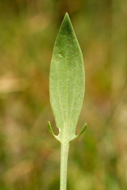 Rumex acetosella, Allergens Plants
