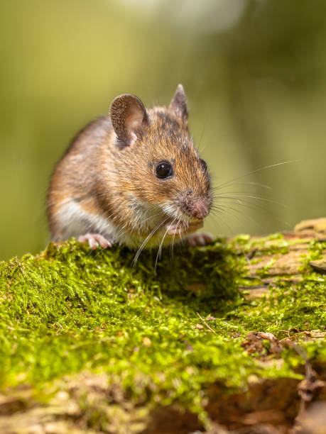 istock Wood Mouse on mossy log green background 960594578