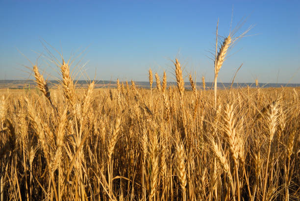 istock Triticum aestivum,Wheat, Allergens Plants 960594700
