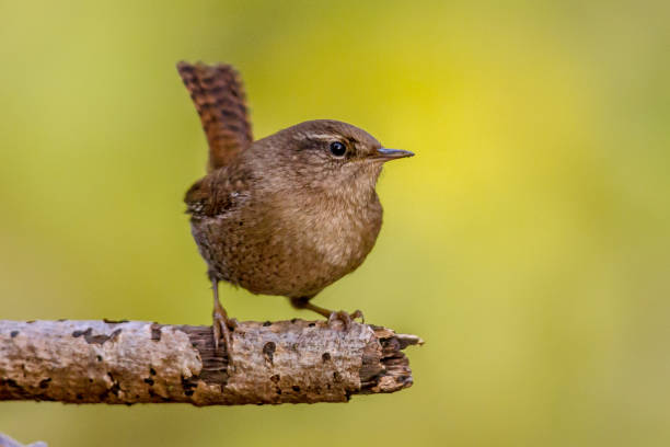 istock Eurasian wren on branch with green background 960597560
