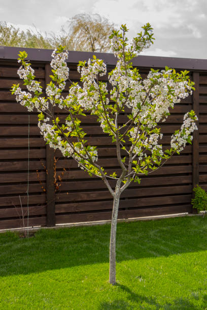 istock Dwarf cherry growing in the backyard, on a green lawn 960600650