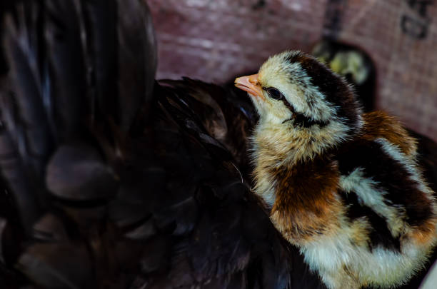 istock Cute junglefowl chick is in the nest. Newborn chicks. 960601402