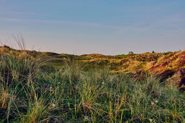 paisaje de dunas de schoorl, en holanda - schoorl fotografías e imágenes de stock