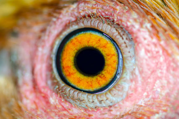 Close up eye Jungle Fowl chicken.