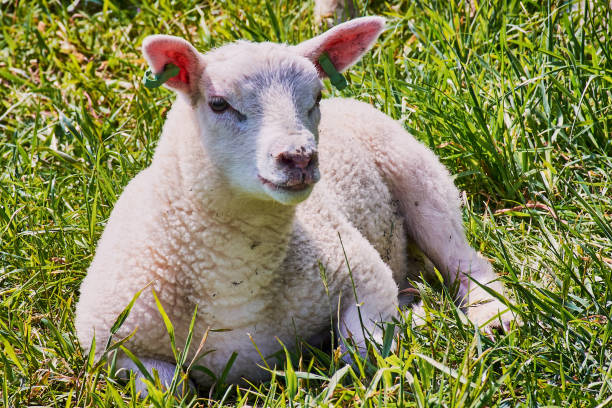 istock lamb on a green meadow in the Netherlands 960601992