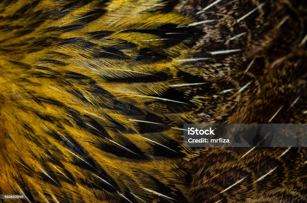 Close up chicken feathers background. Jungle Fowl chicken. Depth of field (DOF) effect. Abstract Stock Photo