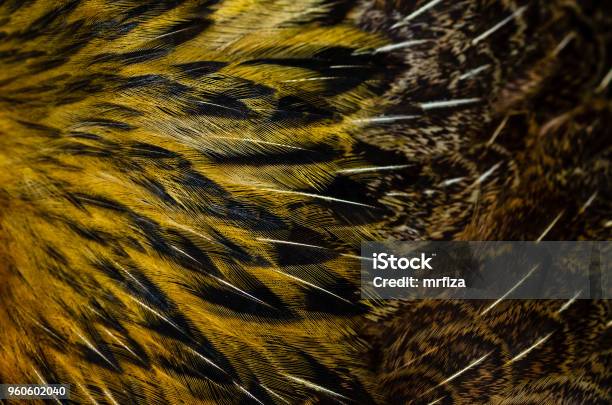 Close Up Chicken Feathers Background Jungle Fowl Chicken Depth Of Field Effect Stock Photo - Download Image Now