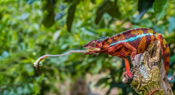 andasibe 국립 공원, 동부 쪽 마다가스카르의 원시림에서 카멜레온 - chameleon reptile madagascar animal 뉴스 사진 이미지