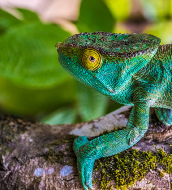 kameleon w pierwotnych lasach parku narodowego andasibe, wschodni madagaskar - chameleon madagascar wildlife bizarre zdjęcia i obrazy z banku zdjęć