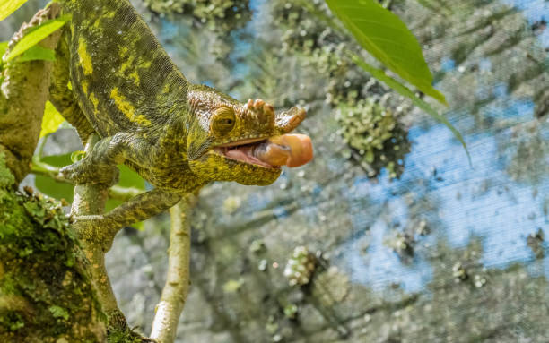 kameleon w pierwotnych lasach parku narodowego andasibe, wschodni madagaskar - chameleon madagascar wildlife bizarre zdjęcia i obrazy z banku zdjęć