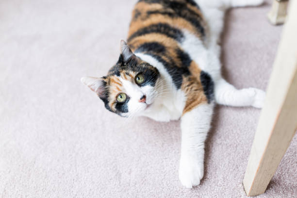 istock Calico cat looking up lying on carpet adorable cute big eyes under table 960604818